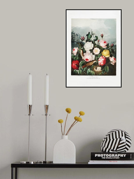 Roses from The Temple of Flora (1807) Poster och Canvastavla