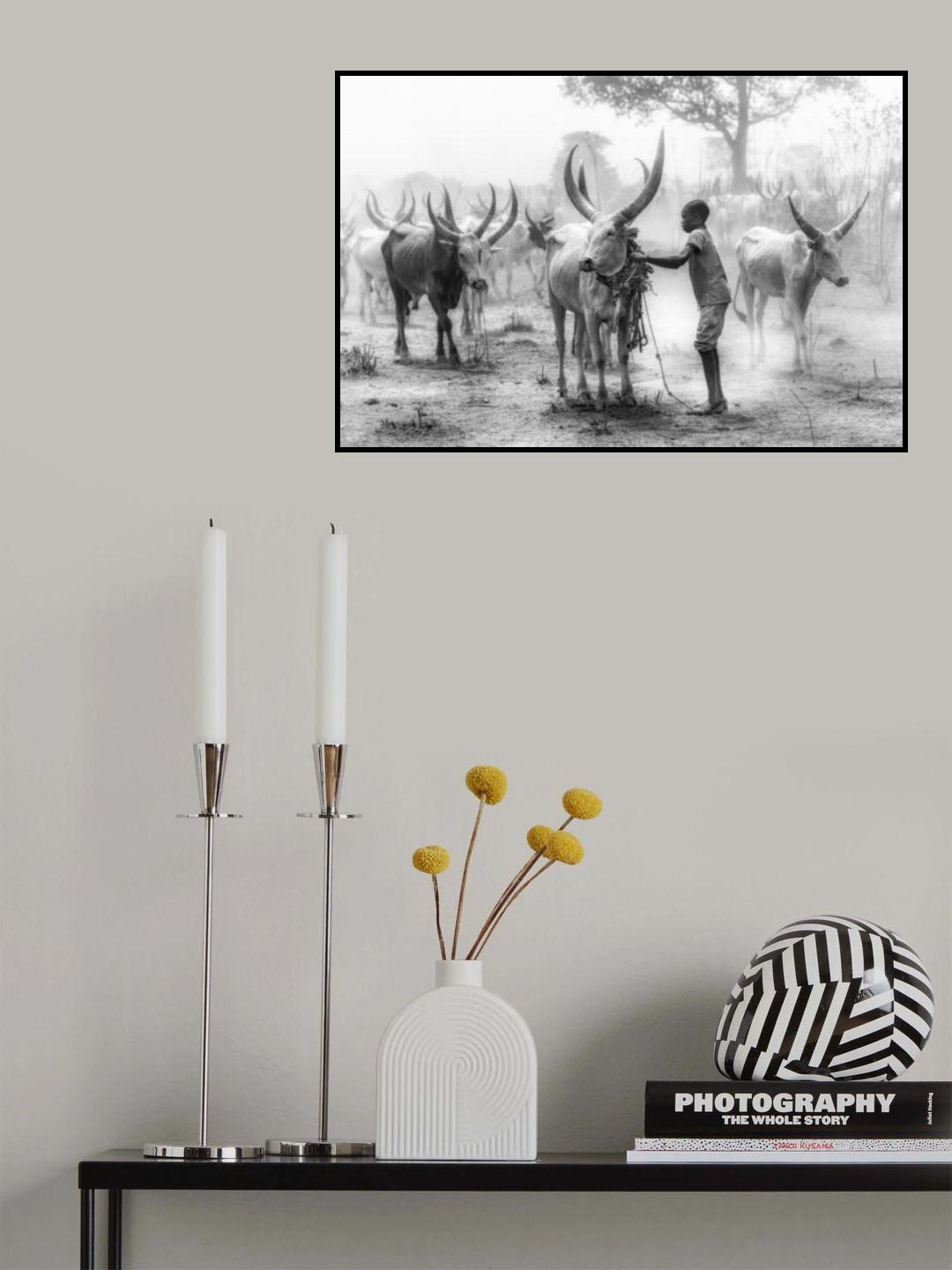 Tethering the bull Poster och Canvastavla