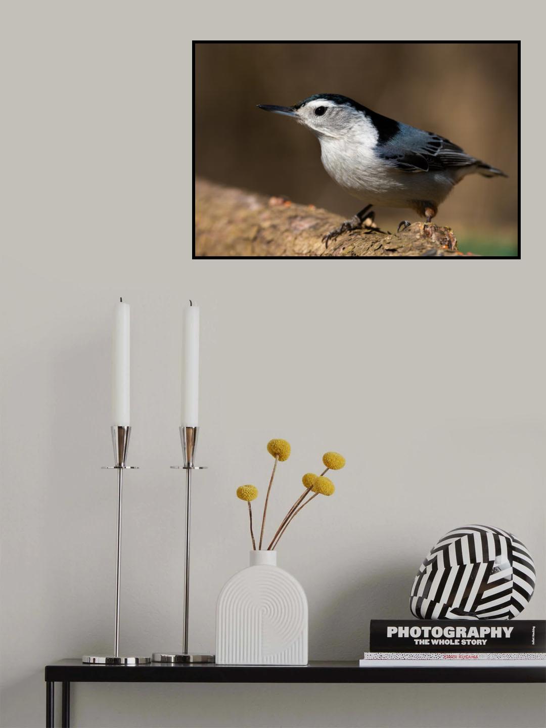 Nut-hatch Poster och Canvastavla