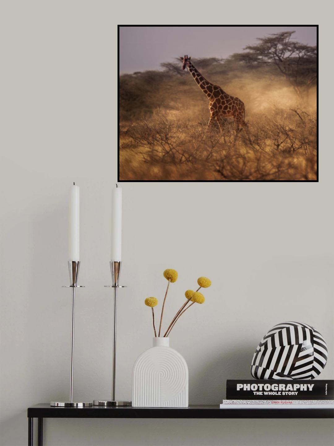 Reticulated giraffe Poster och Canvastavla