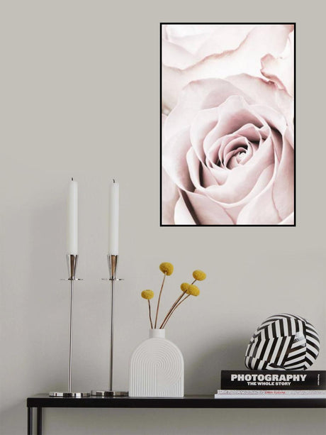 Pink Rose No 05 Poster och Canvastavla