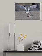 Snowy Owl in Hunting Poster och Canvastavla