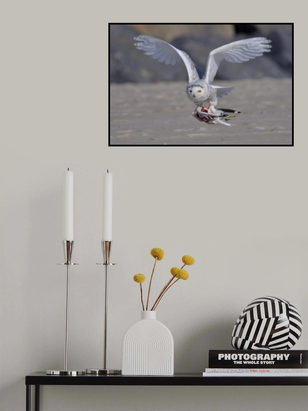 Snowy Owl in Hunting Poster och Canvastavla