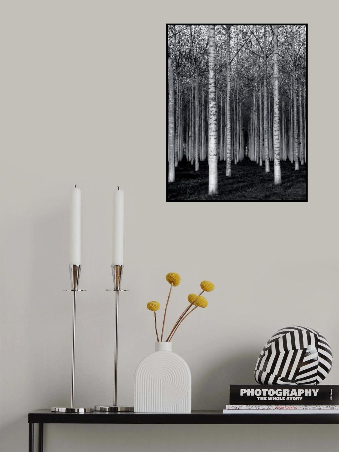 The Forest For The Trees Poster och Canvastavla