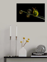 Green Snail Poster och Canvastavla