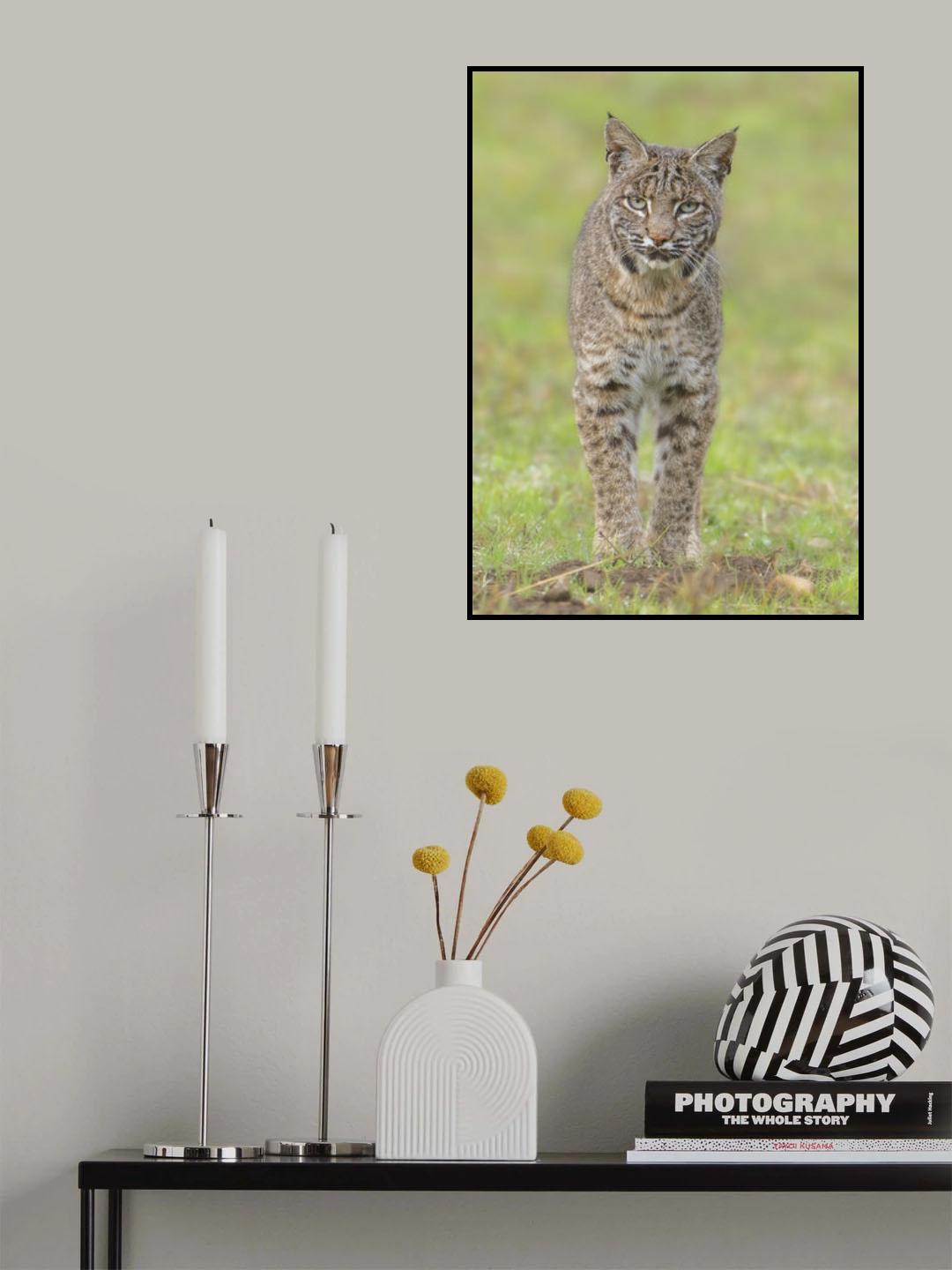 Bobcat Poster och Canvastavla