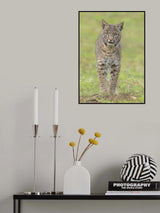 Bobcat Poster och Canvastavla