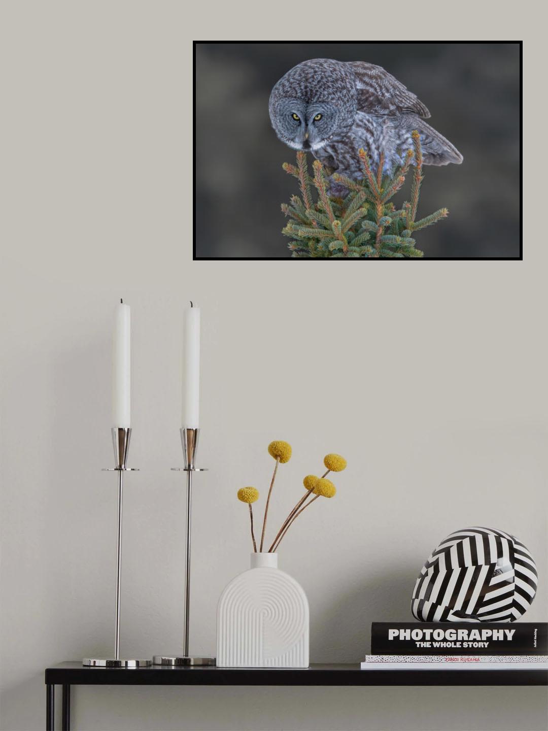 Great Gray Owl Poster och Canvastavla