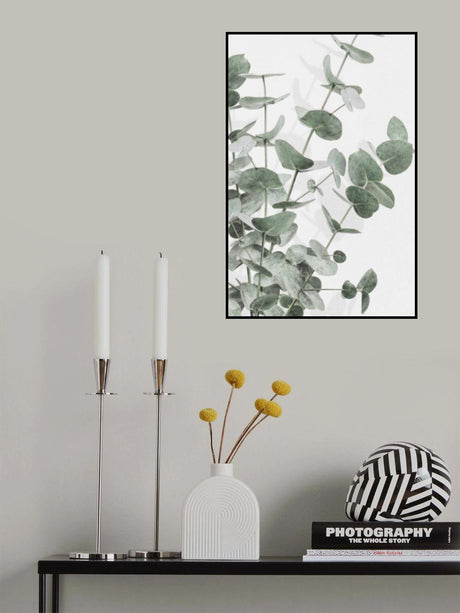 Eucalyptus_003 Poster och Canvastavla