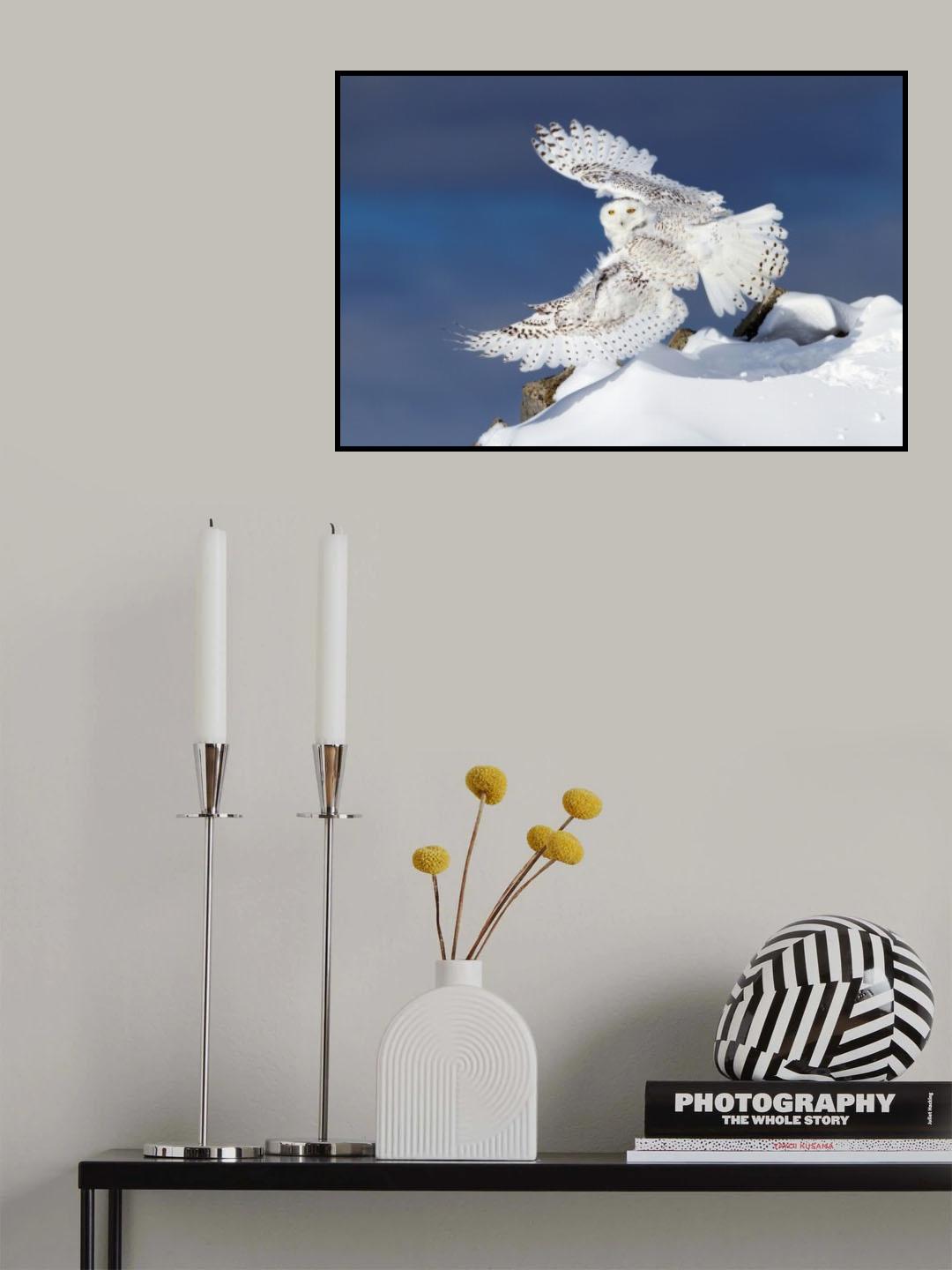 Snowy Owl in Flight Poster och Canvastavla