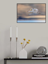Crane Flying in Soft Light Poster och Canvastavla