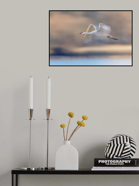 Crane Flying in Soft Light Poster och Canvastavla