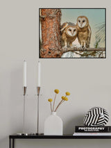 American Barn Owl Poster och Canvastavla