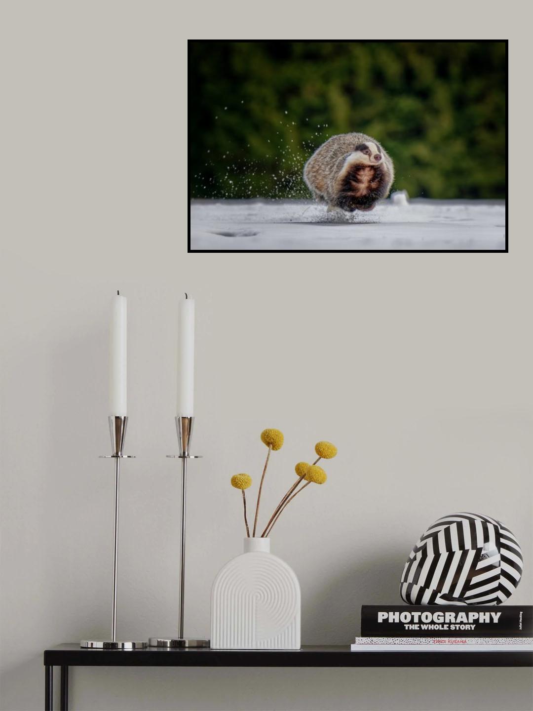 Flying badger Poster och Canvastavla
