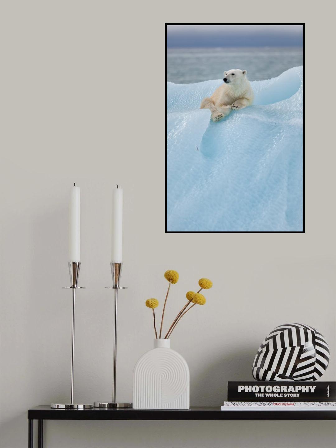 Relaxed polar bear Poster och Canvastavla
