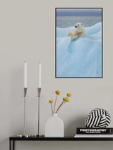 Relaxed polar bear Poster och Canvastavla
