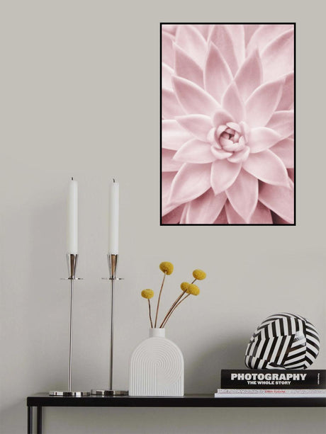 Pink Succulent Poster och Canvastavla