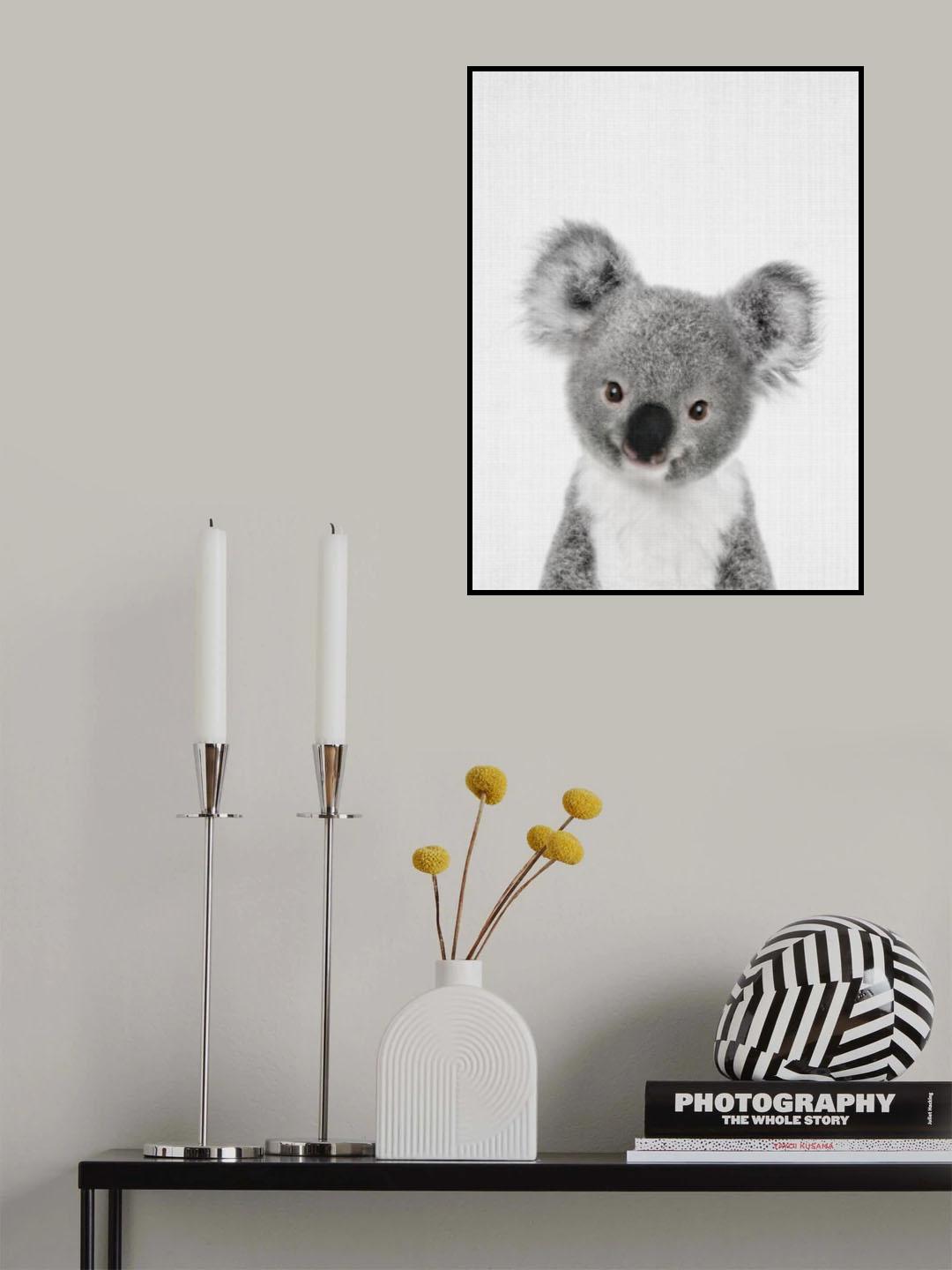 Peekaboo Baby Koala Poster och Canvastavla