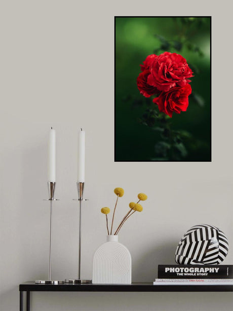 roses Poster och Canvastavla