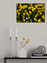 colorful tulips Poster och Canvastavla