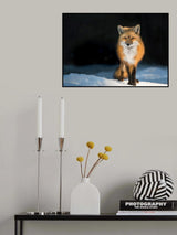Red Fox at Sunset Poster och Canvastavla