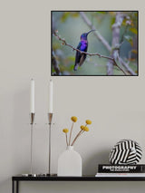 Costa Rica's Hummingbird Poster och Canvastavla