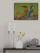 Kingfisher (Alcedo atthis) Poster och Canvastavla