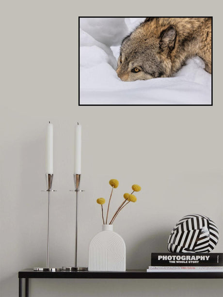 Wolf in The Snow Poster och Canvastavla