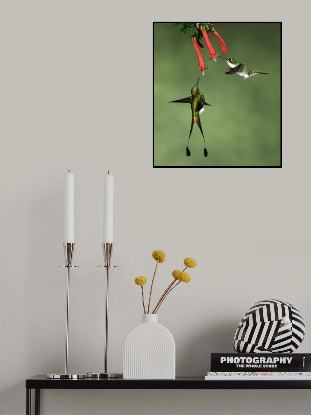 Booted Racket-tail Hummingbirds Poster och Canvastavla