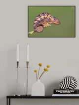 Lady Chameleon Poster och Canvastavla