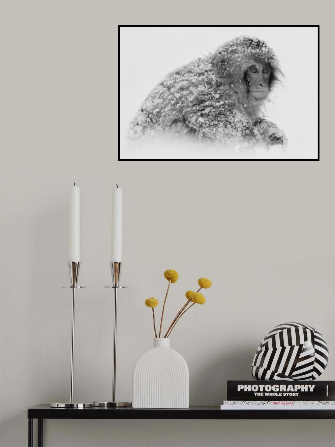 Snow Monkey Poster och Canvastavla