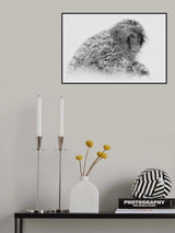 Snow Monkey Poster och Canvastavla