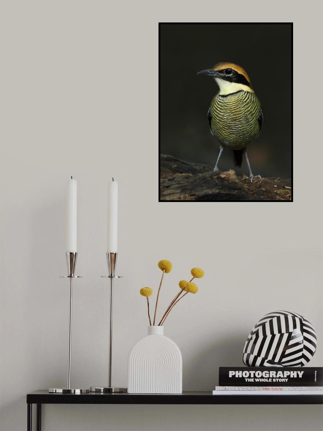Javan banded pitta Poster och Canvastavla
