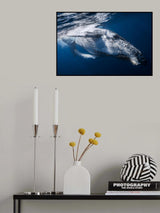 The Whale Poster och Canvastavla