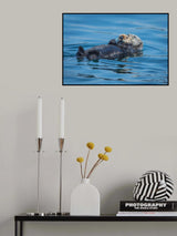 Otters basking in the Alaskan sun Poster och Canvastavla