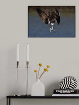 Osprey in action Poster och Canvastavla
