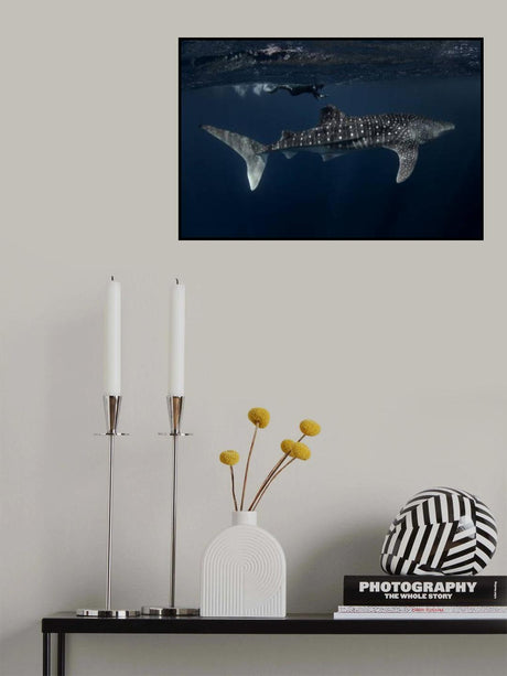 Whale Shark and Chaser Poster och Canvastavla