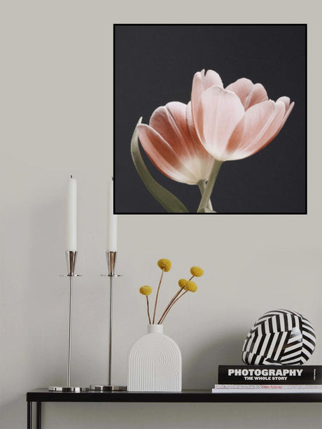 Soft Pink Grey Bg Dsc1915 Poster och Canvastavla