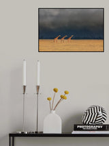 Trio Giraffes in Kenya Storm Poster och Canvastavla