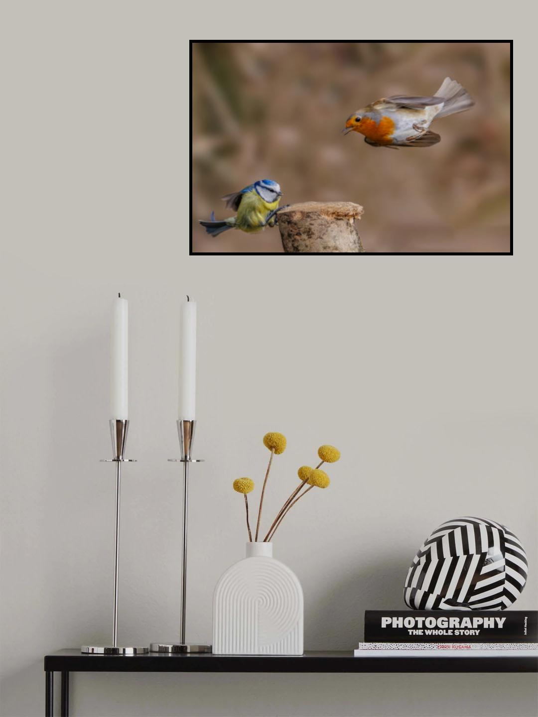 Robin attack Poster och Canvastavla