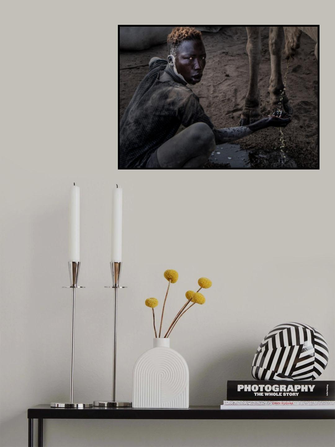 Cleaning his face with cow urine Poster och Canvastavla