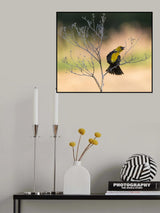 Yellow-headed Blackbird, Xanthocephalus xanthocephalus Poster och Canvastavla