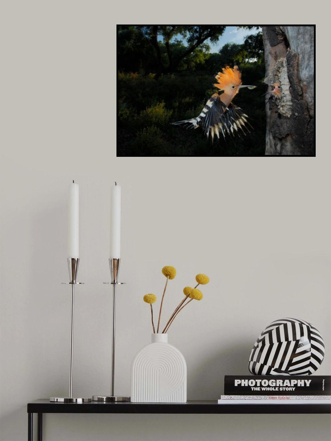 Hoopoe in flight Poster och Canvastavla