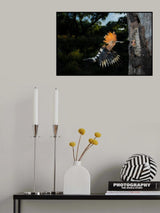 Hoopoe in flight Poster och Canvastavla