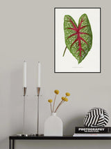 Green Caladium Chantini Leaf Illustration Poster och Canvastavla