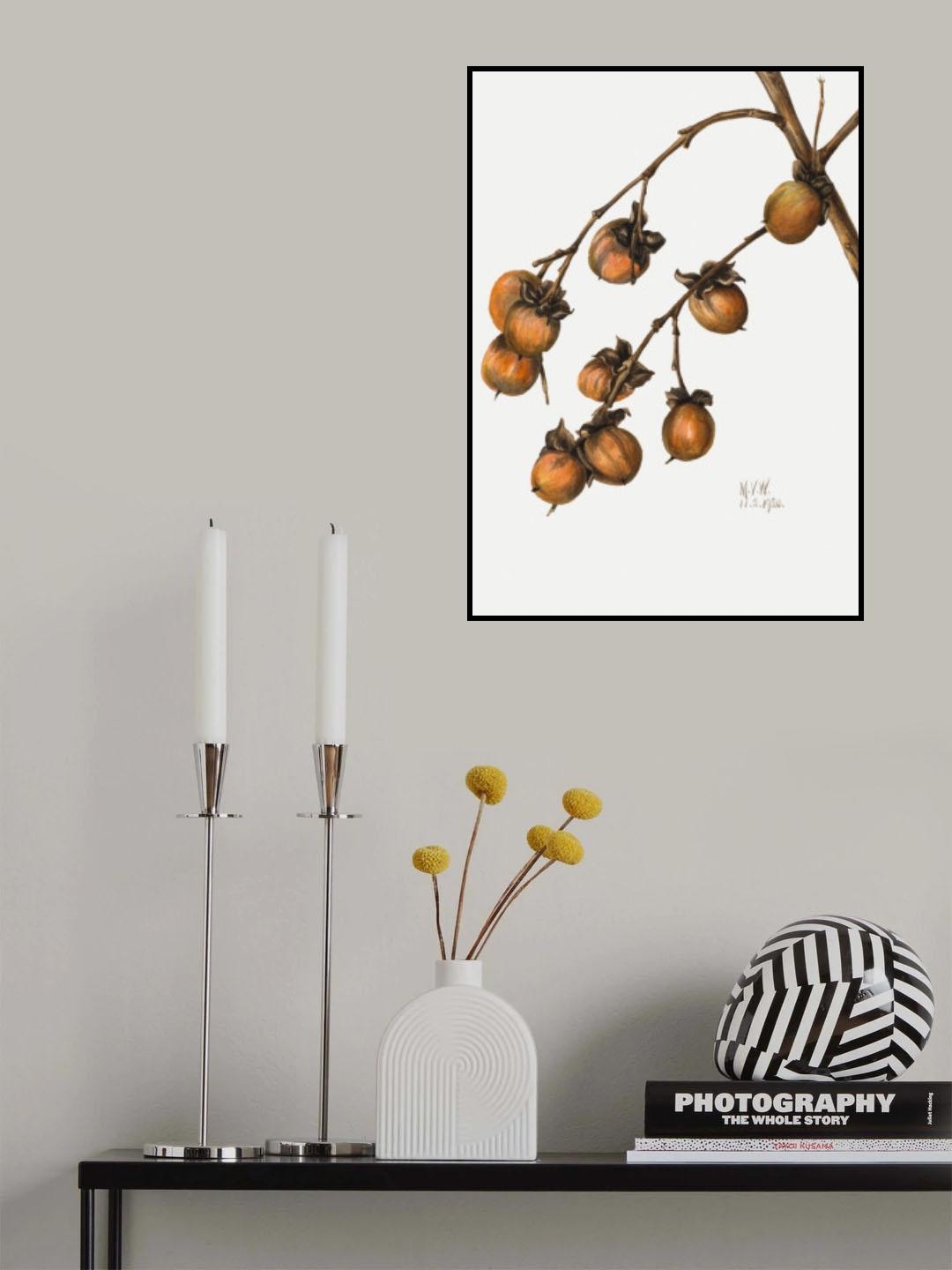 Persimmon (1920) Poster och Canvastavla