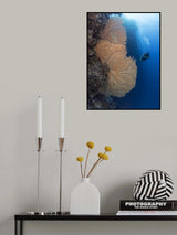 Gorgonian Coral and a diver Poster och Canvastavla