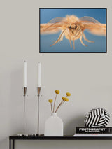 Tau Emperor Poster och Canvastavla