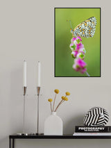 Butterfly at the tip Poster och Canvastavla