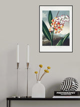 The Nodding Renealmia from The Temple of Flora (1807) Poster och Canvastavla